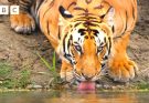 Bengal tiger mum’s fierce hunt to feed her family